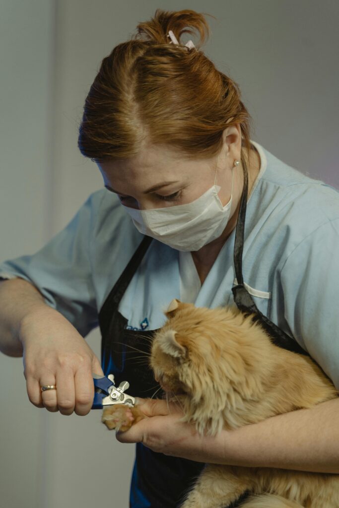 Vet cutting cat nails indoors with care. Cat grooming session.