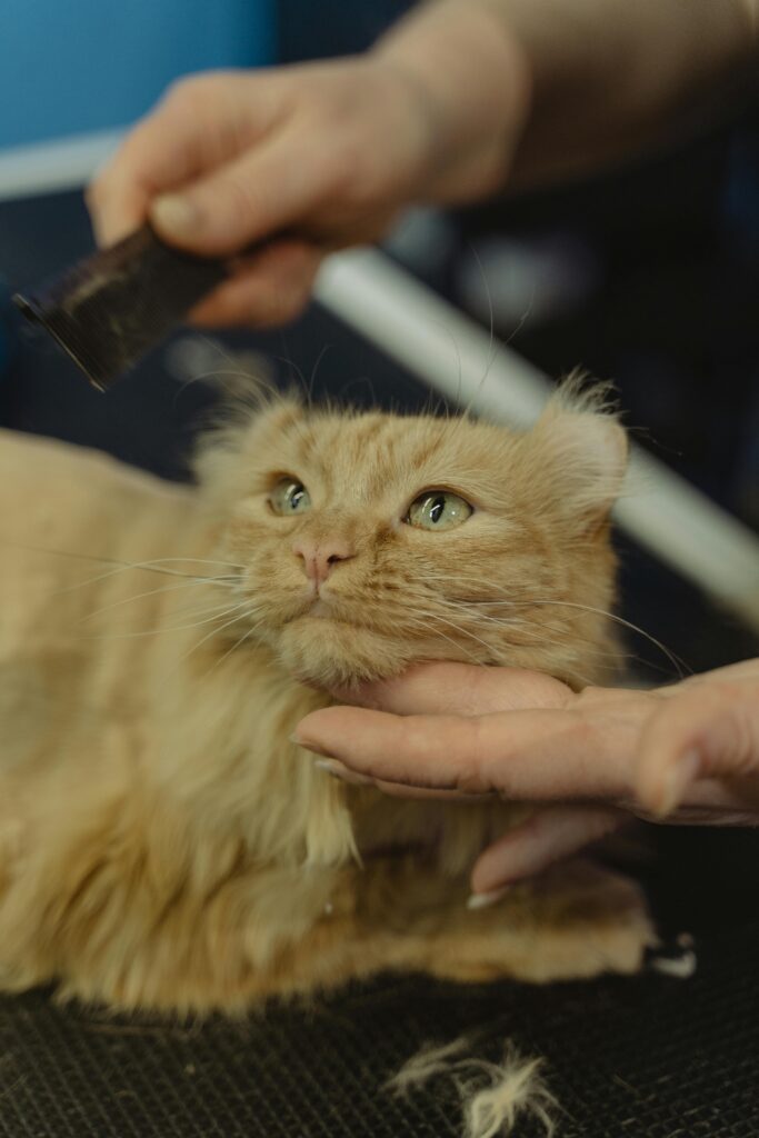 Close-up of a fluffy tabby cat being groomed indoors by a professional.